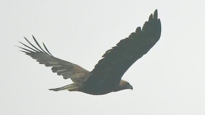 Eastern Imperial Eagle