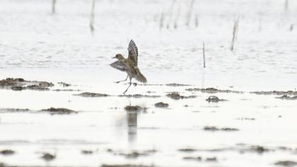 European Golden Plover