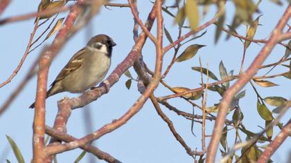Eurasian Tree Sparrow