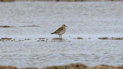 European Golden Plover