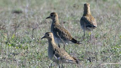 European Golden Plover