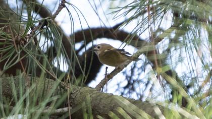Goldcrest