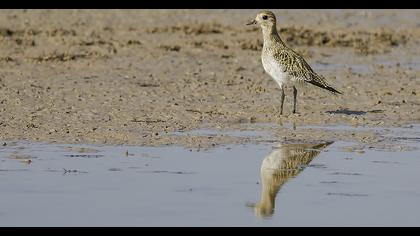 European Golden Plover