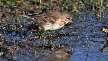 Water Pipit