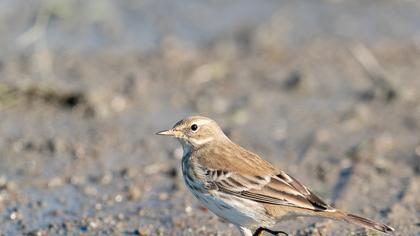 Water Pipit