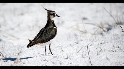 Northern Lapwing