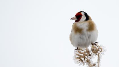 European Goldfinch