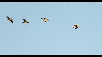 European Golden Plover