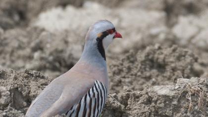 Chukar Partridge