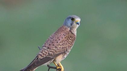 Common Kestrel
