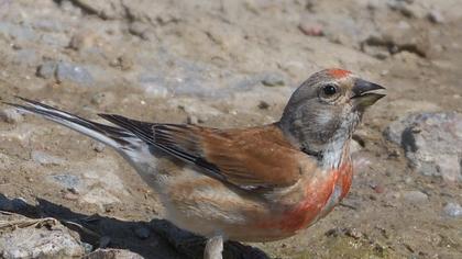Common Linnet