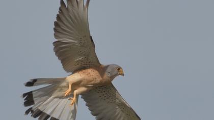 Lesser Kestrel
