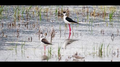 Black-winged Stilt