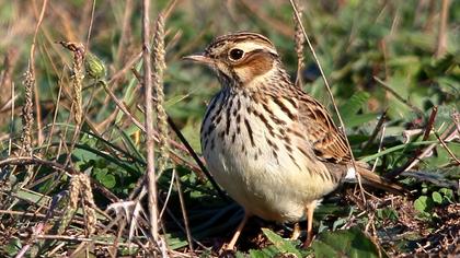 Woodlark
