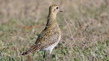European Golden Plover