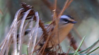 Common Firecrest