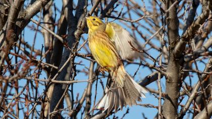 Yellowhammer
