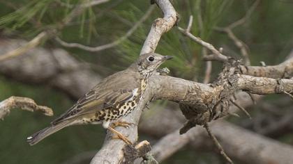 Mistle Thrush