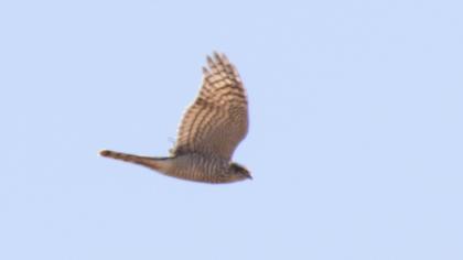 Eurasian Sparrowhawk