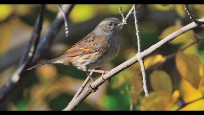 Dunnock