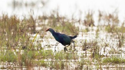 Purple Swamphen