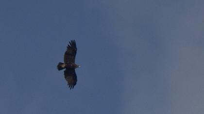 Lesser Spotted Eagle