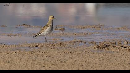 European Golden Plover