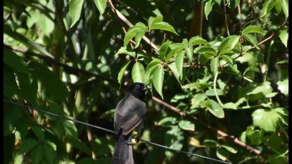 White-spectacled Bulbul