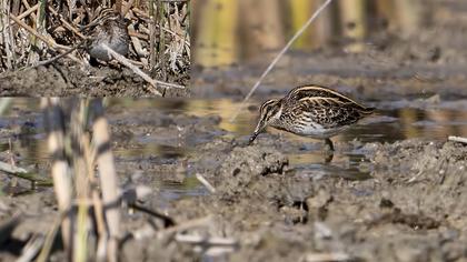Jack Snipe