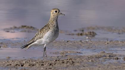 European Golden Plover