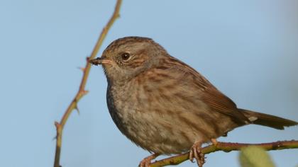 Dunnock