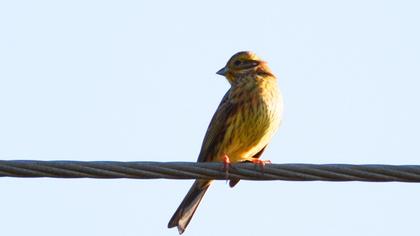 Yellowhammer