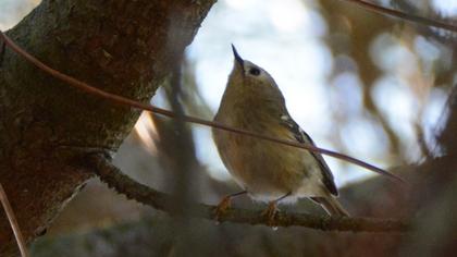 Goldcrest