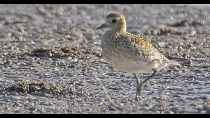 European Golden Plover