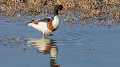 Common Shelduck