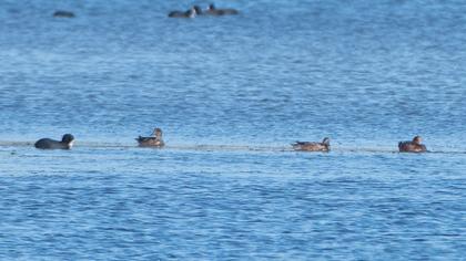 Eurasian Wigeon
