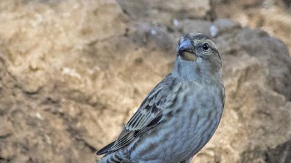 Rock Sparrow