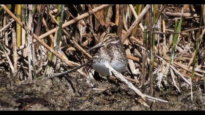 Jack Snipe