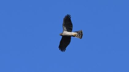 Eurasian Sparrowhawk