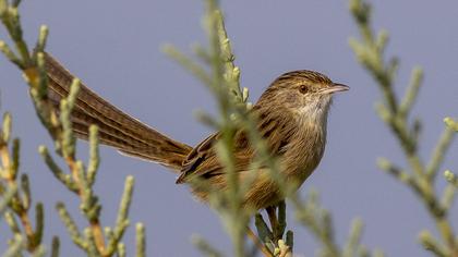 Delicate prinia