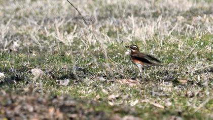 Redwing