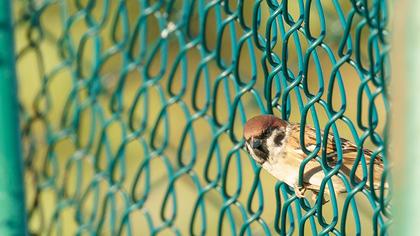 Eurasian Tree Sparrow