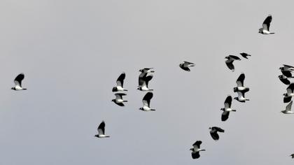Northern Lapwing