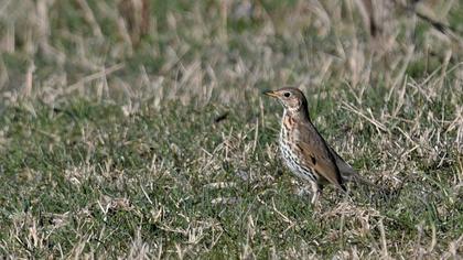 Song Thrush