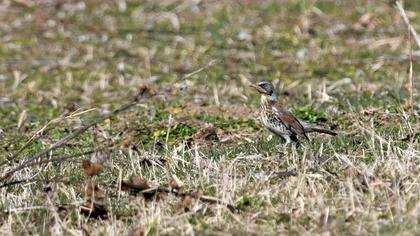 Fieldfare