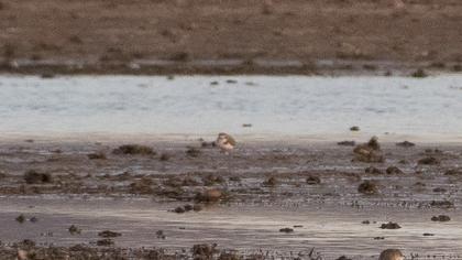 Kentish Plover