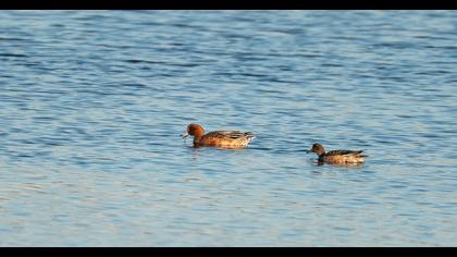 Eurasian Wigeon