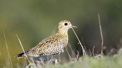 European Golden Plover
