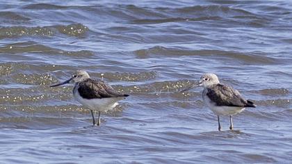 Common Greenshank