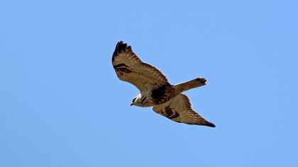 Rough-legged Buzzard
